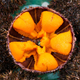 sea urchin opened